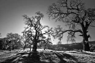 Oak trees at dawn-6244.jpg Oak trees at dawn-6244.jpg